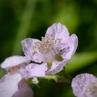 Die Farbe Lila - Brombeerblüte