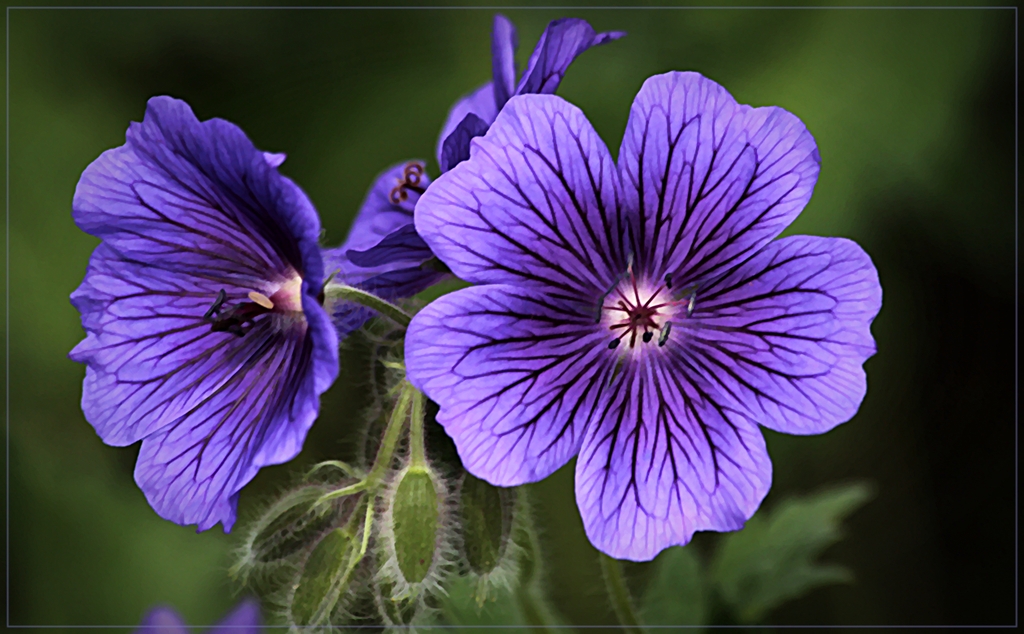 die Farbe Lila Foto & Bild pflanzen, pilze & flechten, blüten