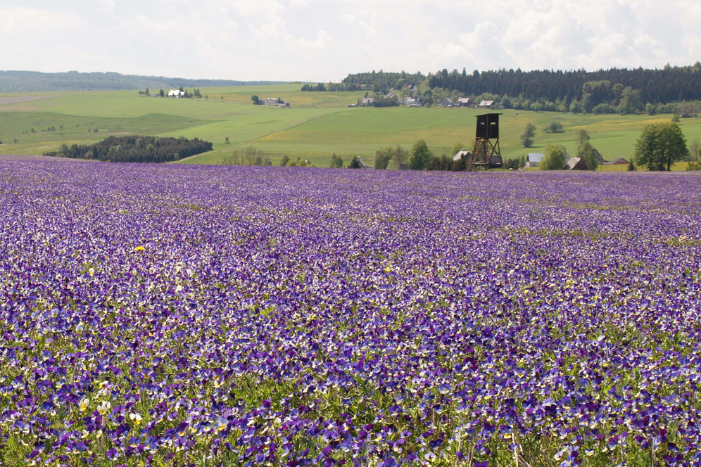 Die Farbe LILA ...