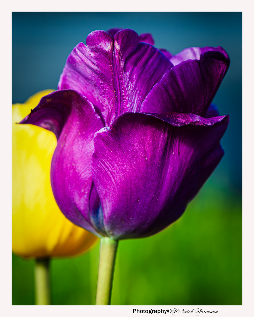 Die Farbe Lila Foto & Bild jahreszeiten, fotos, outdoor Bilder auf