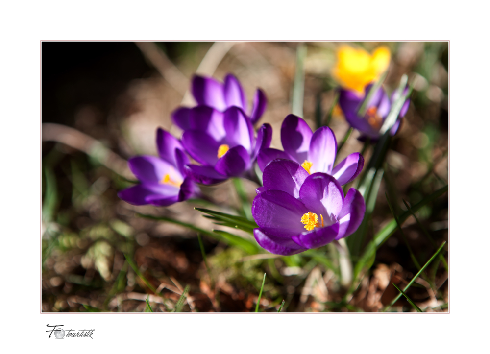 ~ die farbe lila im frühling I ~