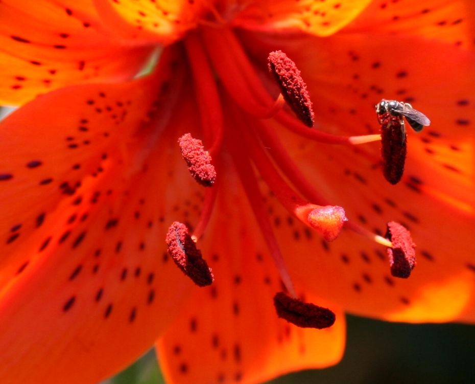 die Farbe orange