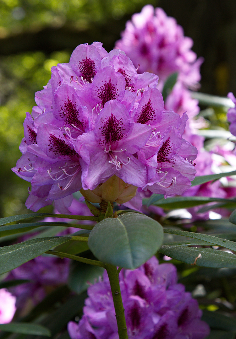 Die Farbe Pink - Rhododendronblüte