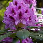 Die Farbe Pink - Rhododendronblüte