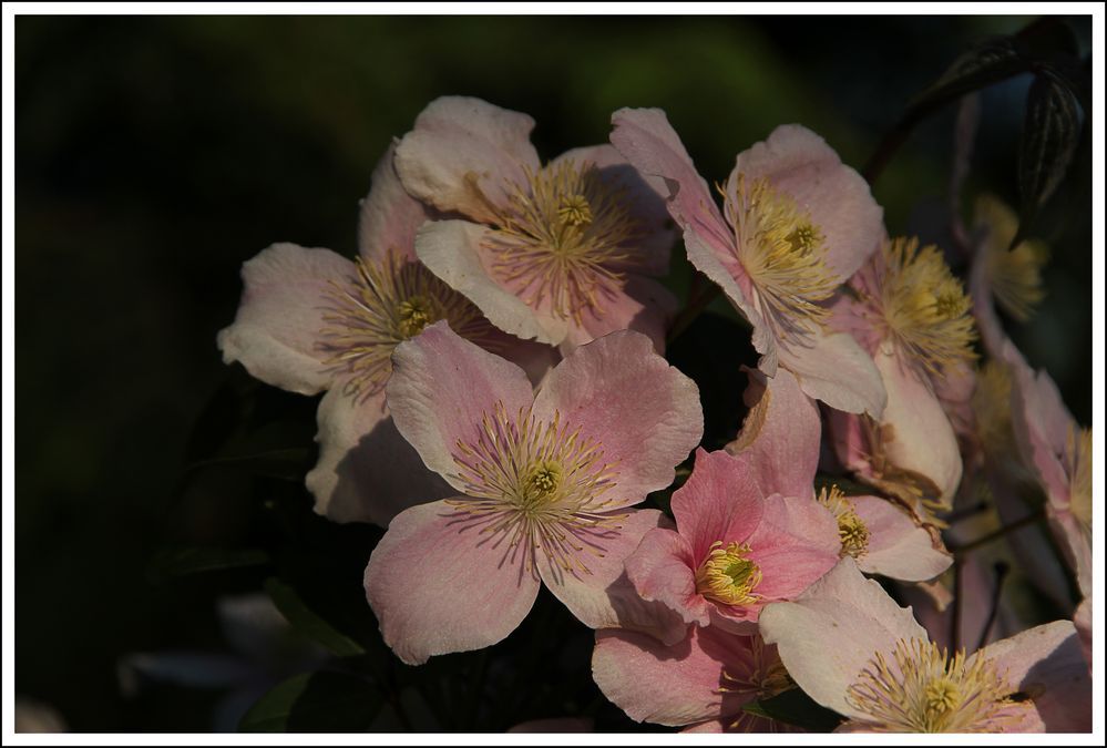 Die Farbe Rosa von udo schmid 