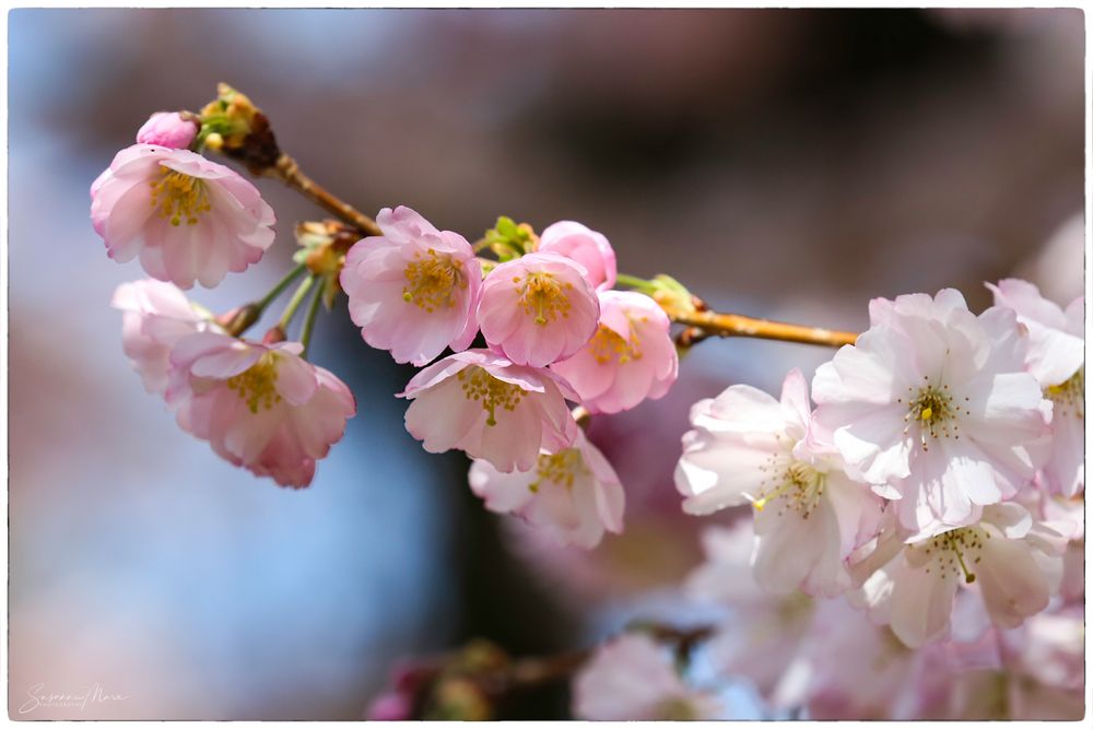 Die Farbe Rosa Foto & Bild | jahreszeiten, frühling, natur-kreativ ...