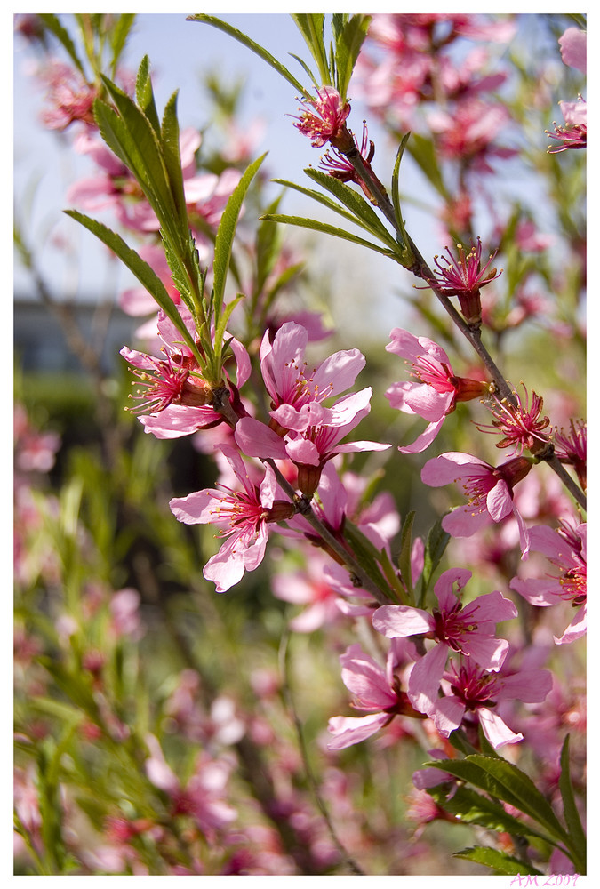 Die Farbe Rosa