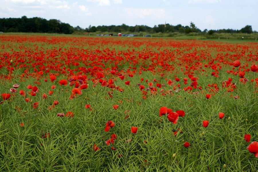 Die Farbe rot