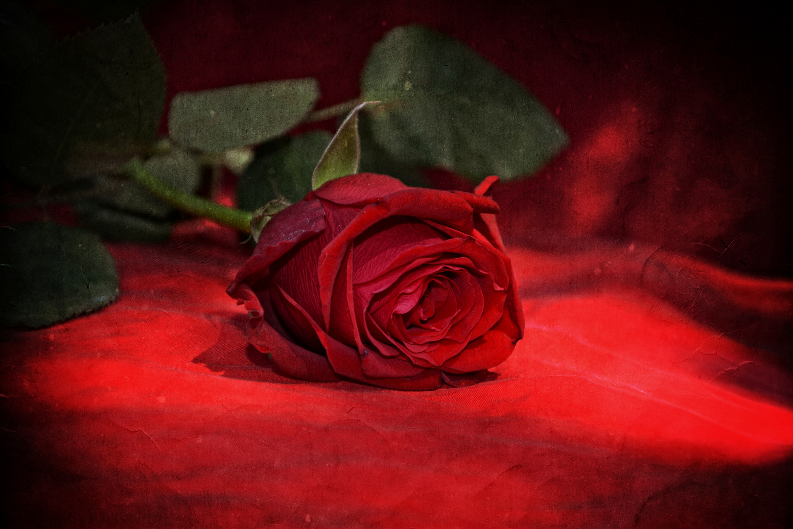 Die Farbe Rot Foto & Bild art, flower, nature Bilder auf