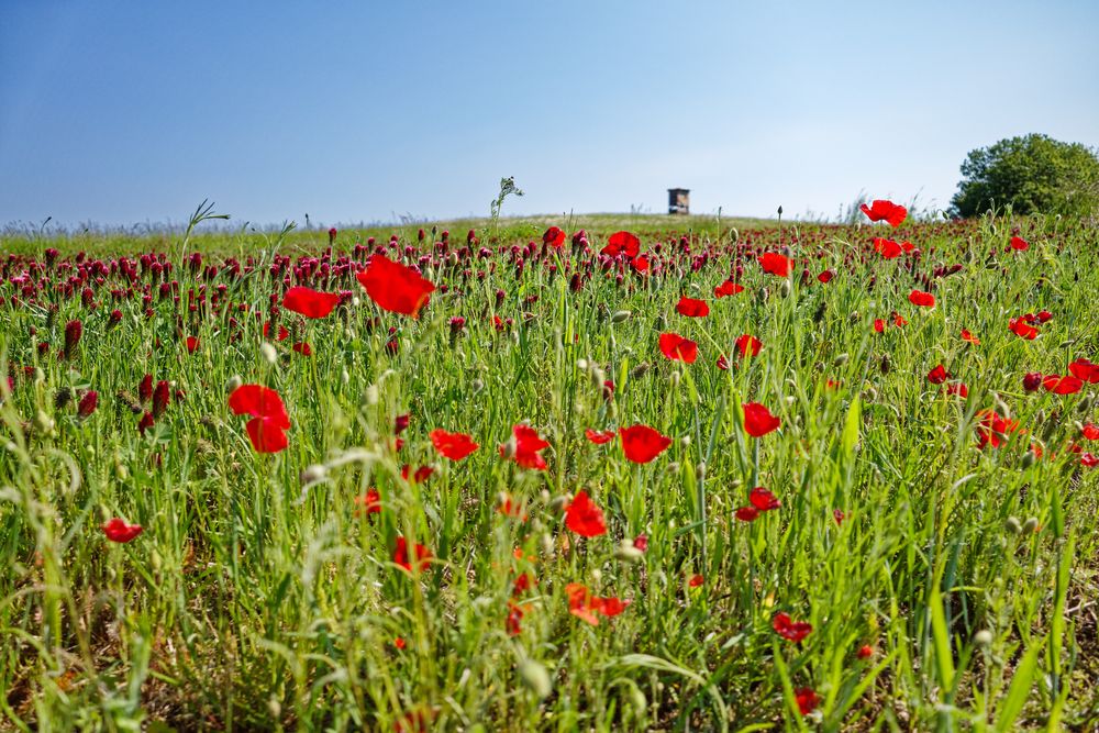 Die Farbe Rot