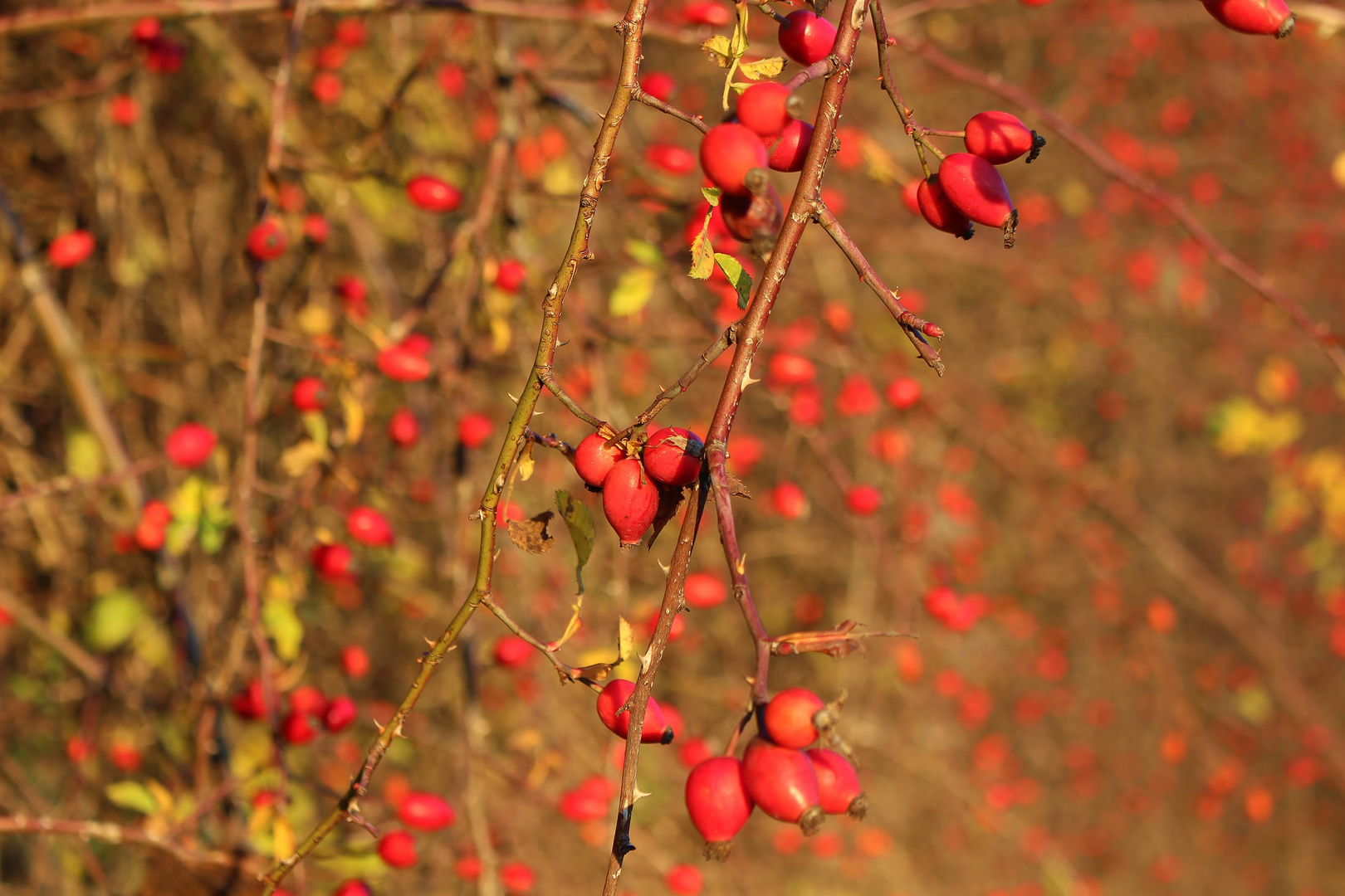 Die Farbe rot