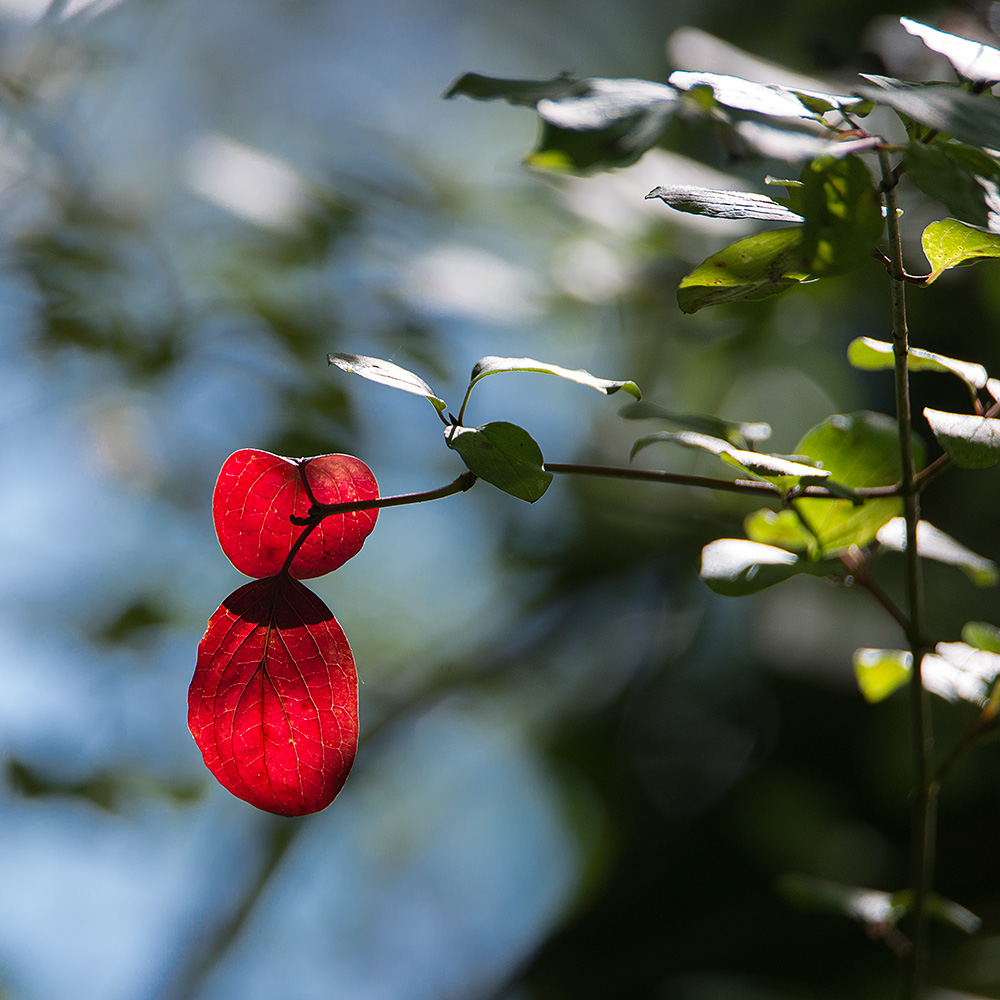 Die Farbe Rot