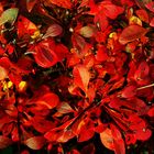 die Farbe Rot im Herbst