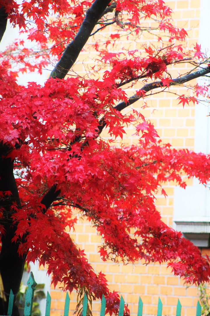 die Farbe Rot im Herbst
