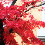 die Farbe Rot im Herbst