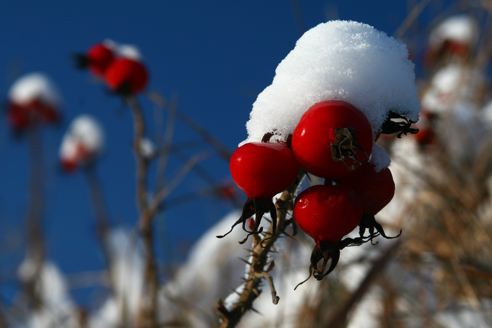 die Farbe Rot im Winter