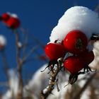 die Farbe Rot im Winter