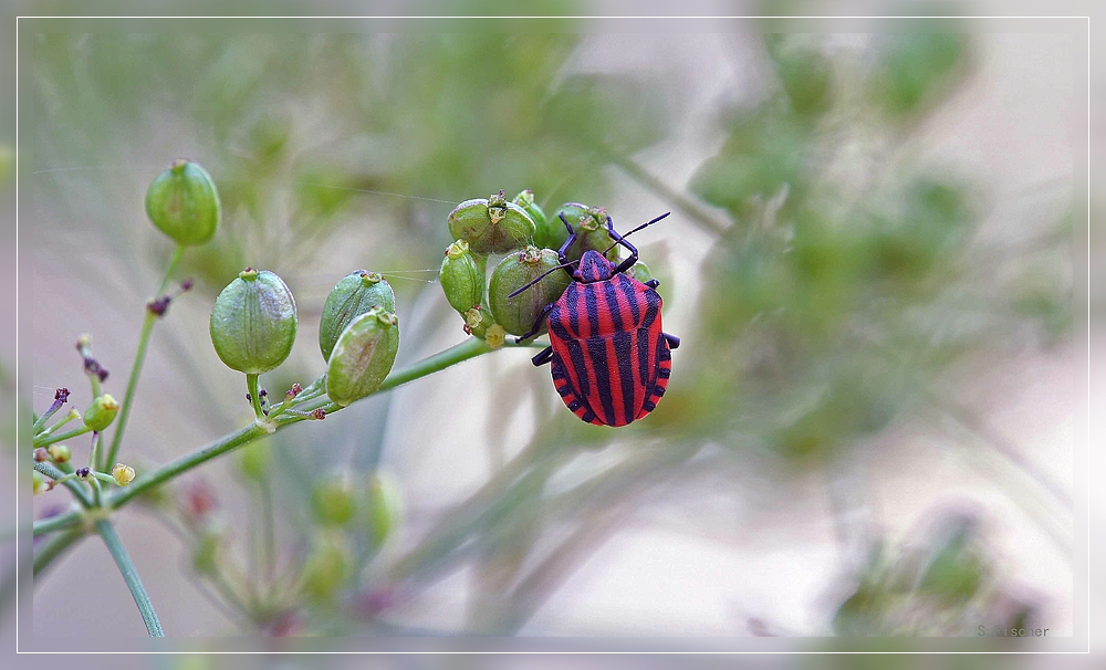 die farbe rot in der natur