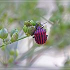 die farbe rot in der natur