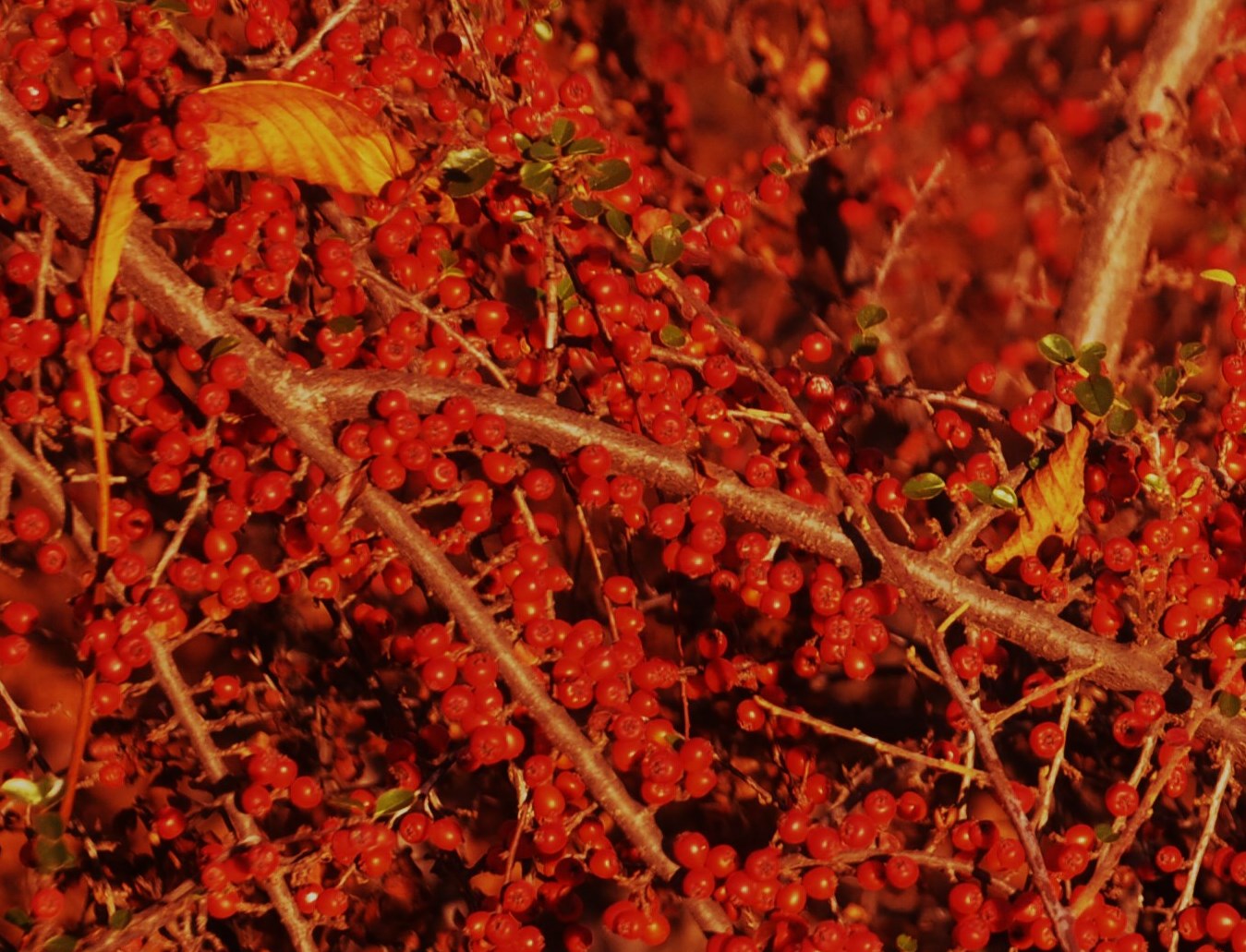 DIE FARBE ROT IN DER NATUR