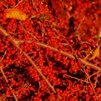 DIE FARBE ROT IN DER NATUR