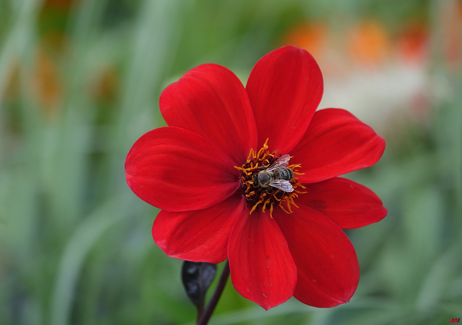 Die Farbe Rot zieht auch die Insekten an ...