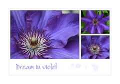 - DIE FARBE VIOLETT -