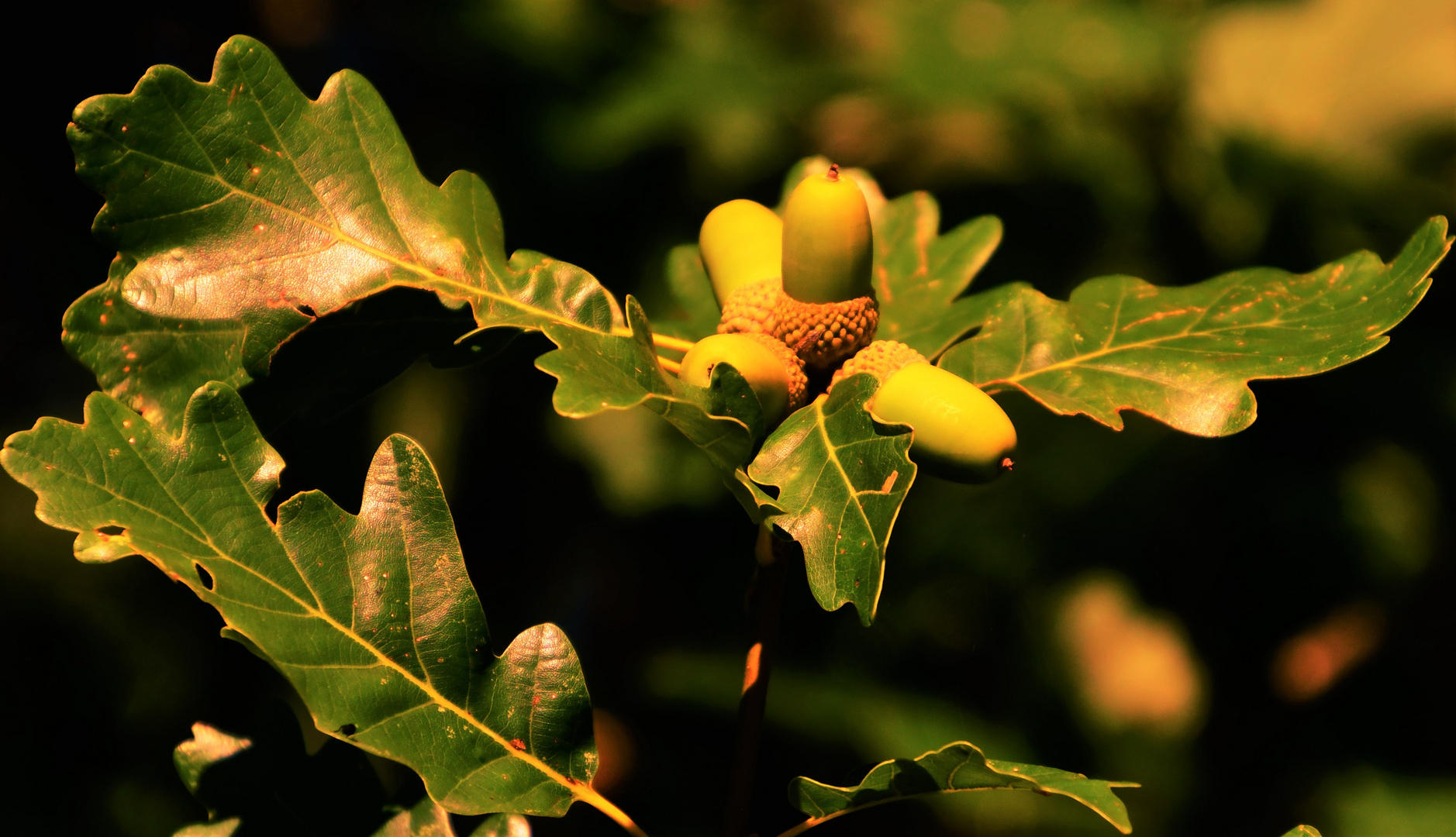 Die Farben Foto & Bild landschaft, jahreszeiten, herbst Bilder auf