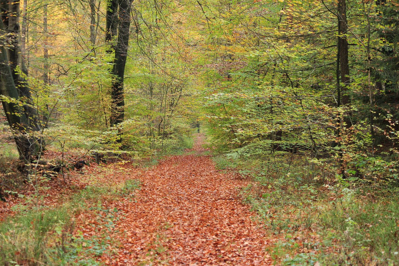 Die Farben den Herbstes brauchen sich denen des Sommers nicht zu verstecken