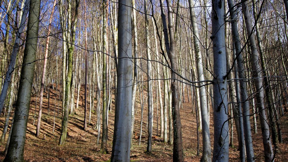 Die Farben der Bäume