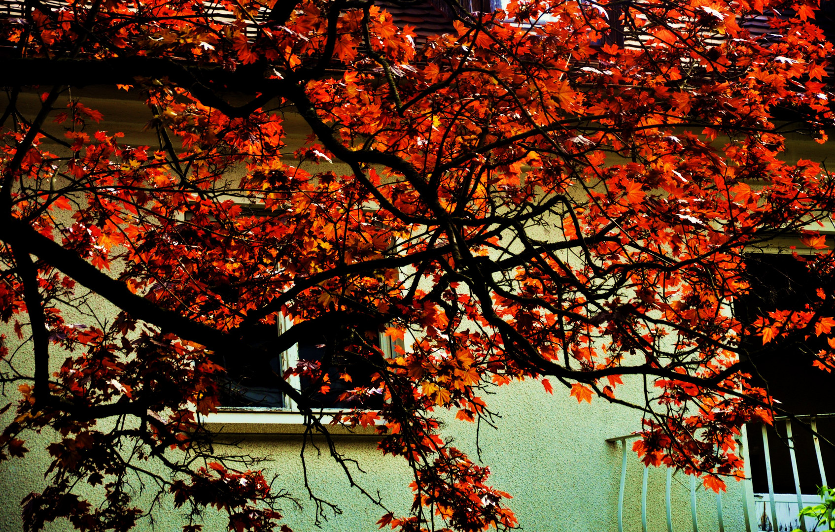 die Farben der Blätter im Frühling......