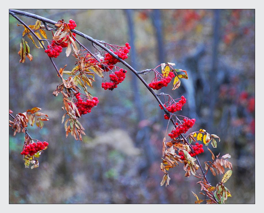 die farben der früchte .... Foto &amp; Bild | pflanzen, pilze &amp; flechten ...