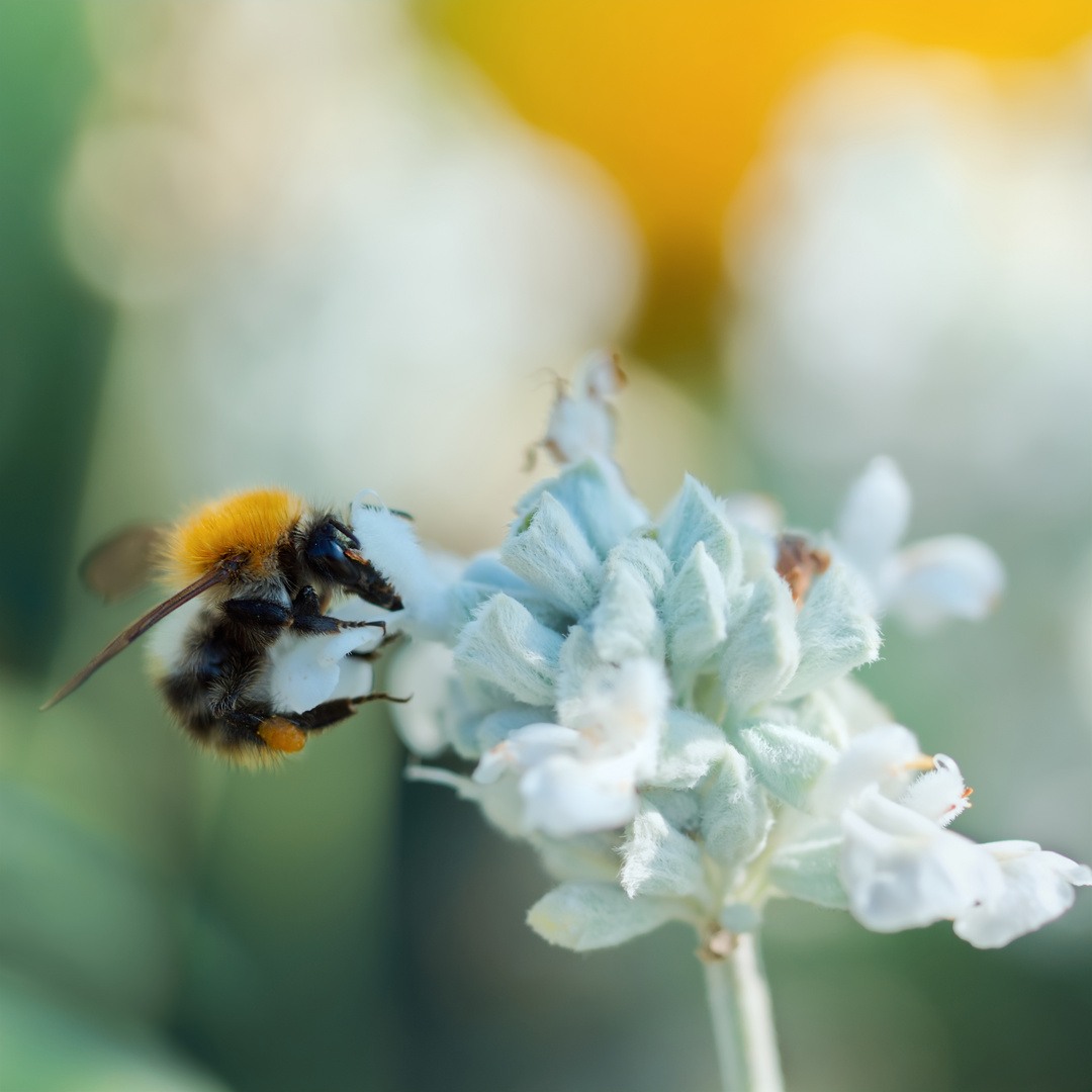 Die Farben der Hummel