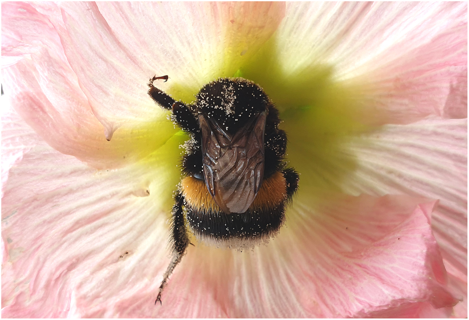 Die Farben der Hummel (I) Foto & Bild | natur, blume, rosa ...