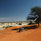Die Farben der Kalahari