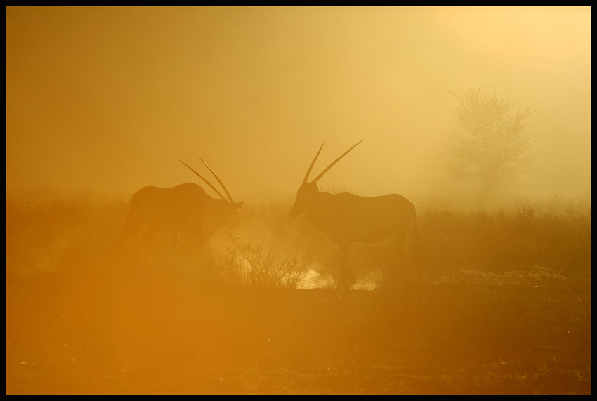 >Die Farben der Kalahari