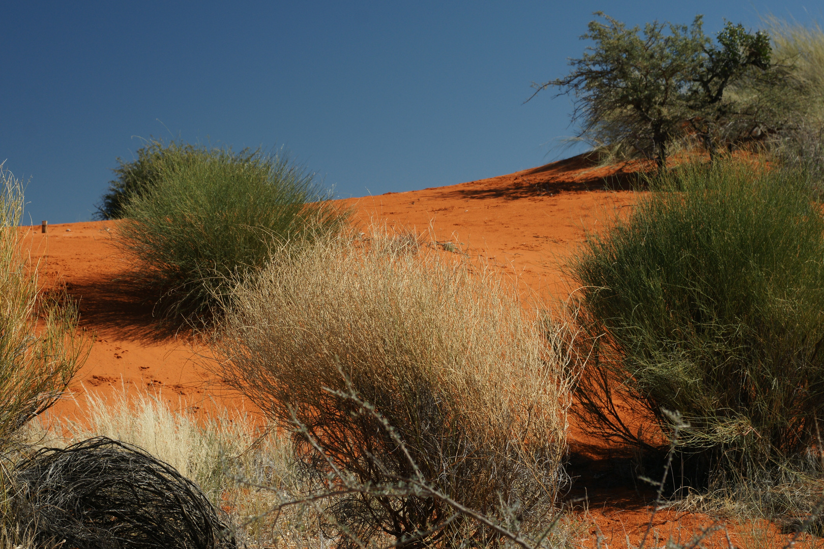 Die Farben der Kalahari