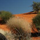 Die Farben der Kalahari