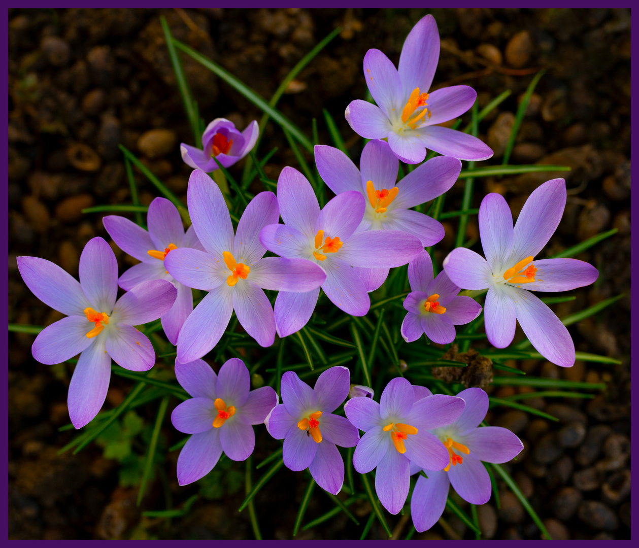 Die Farben der Krokusse