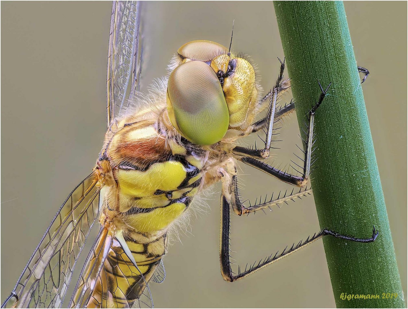 die farben der libelle (neue bea.)...