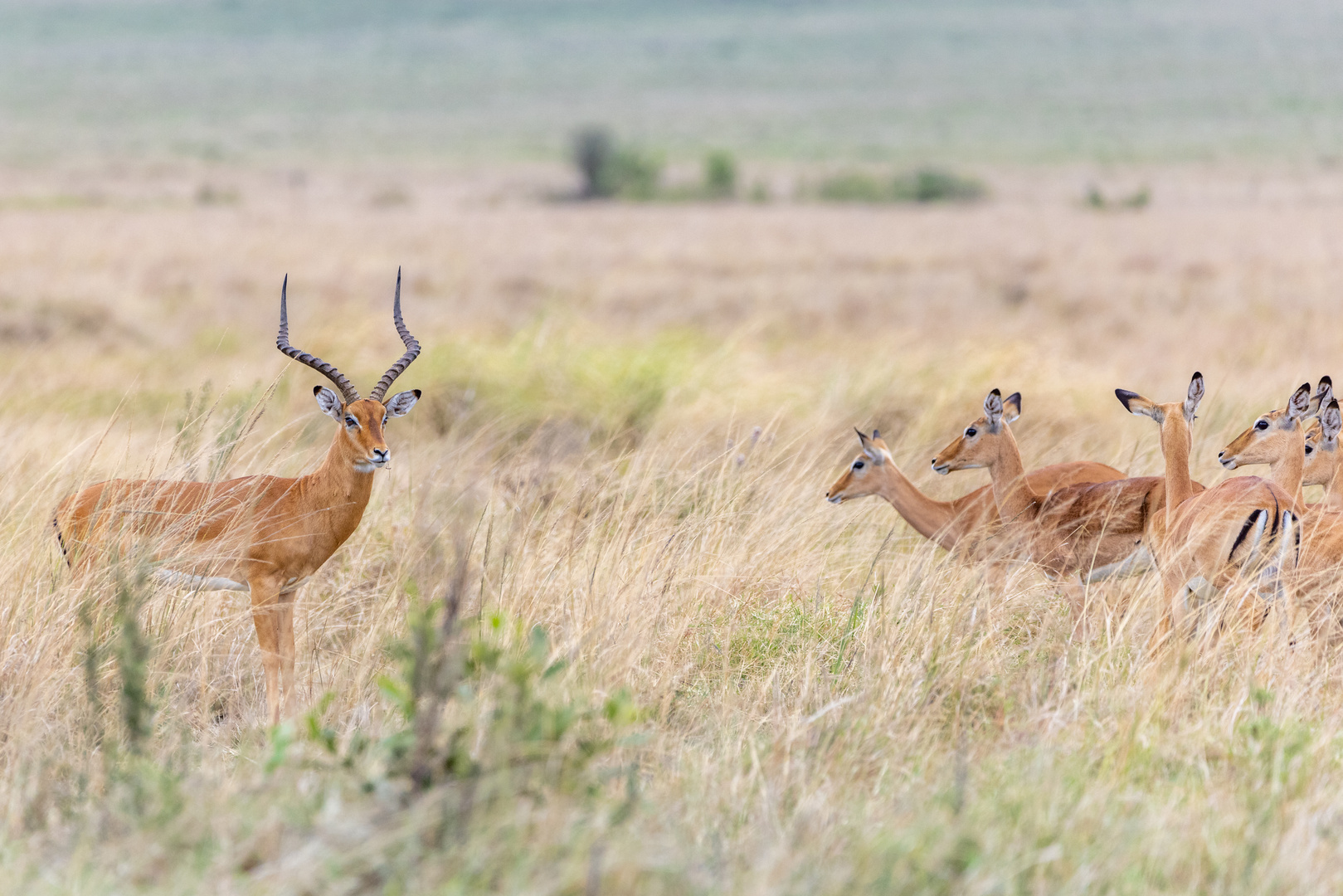 Die Farben der Masai Mara