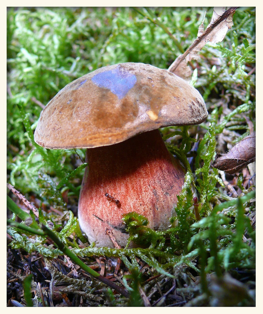 Die Farben der Natur