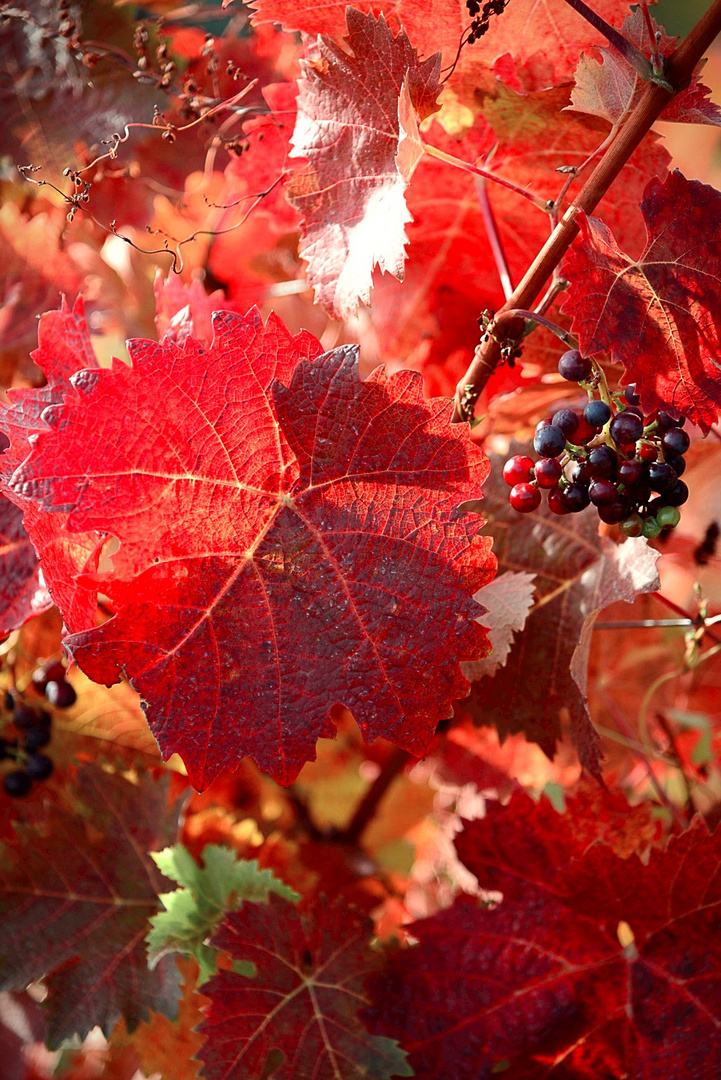 Die Farben der Natur