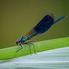 Die Farben der Natur