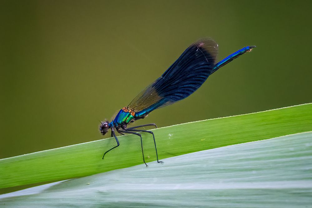 Die Farben der Natur