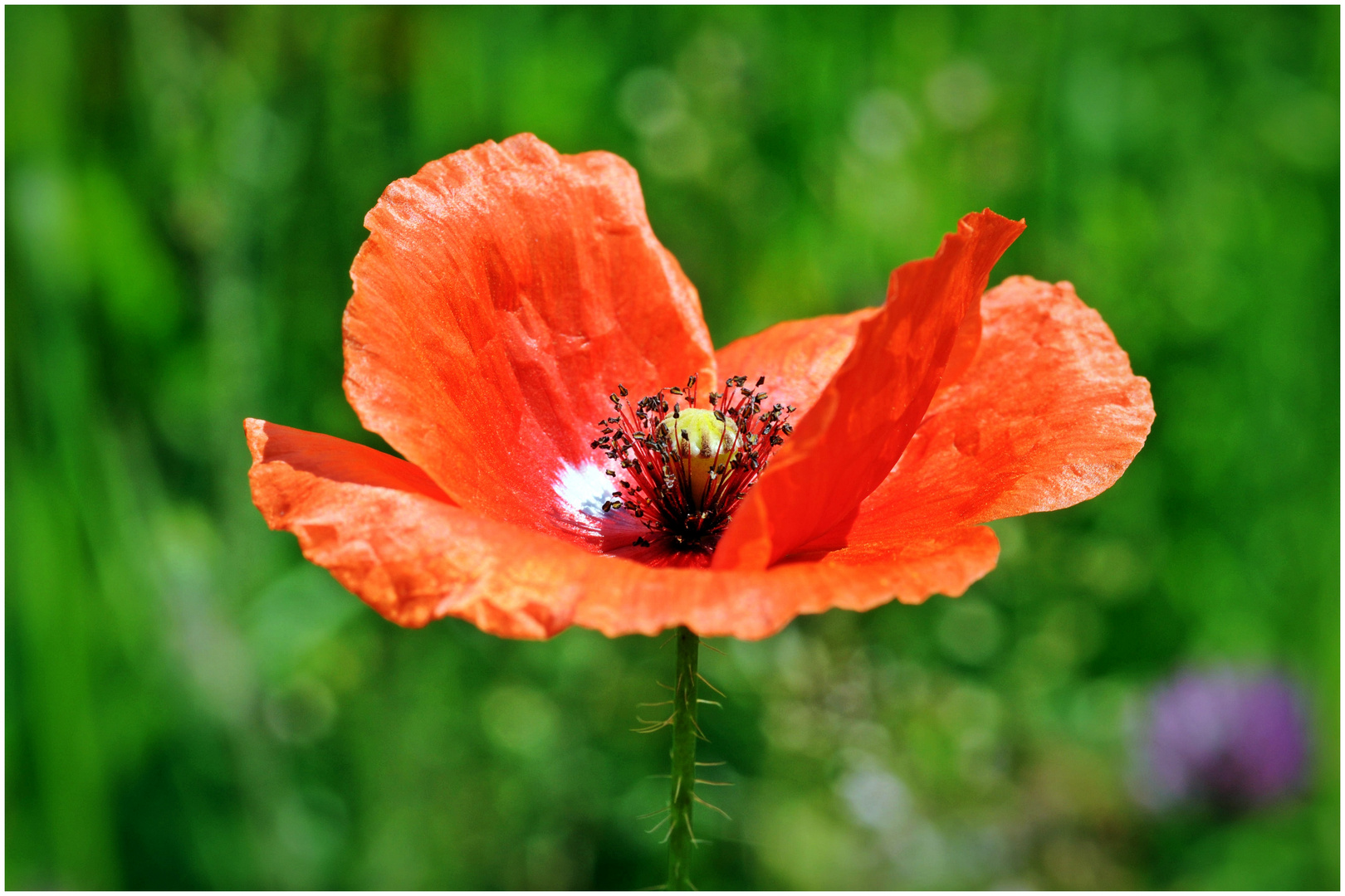 Die Farben der Natur