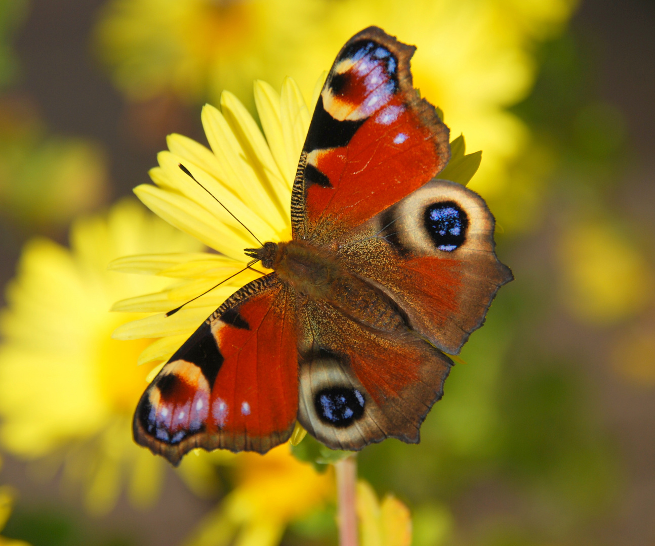 Die Farben der Natur