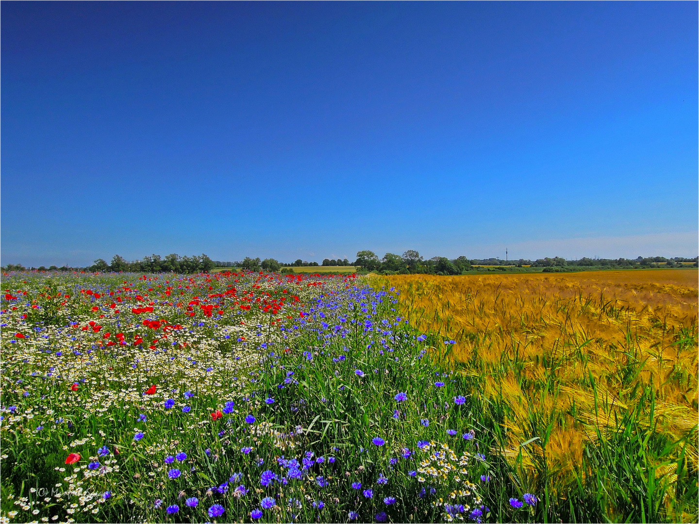 Die Farben der Natur - eine Symphonie der Sinne... 