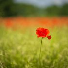 Die Farben der Natur