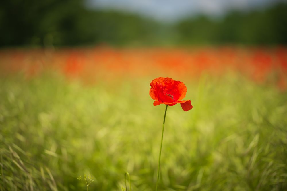 Die Farben der Natur